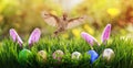 Easter card with a bird Sparrow flying in spring sunrise Sunny day over colorful eggs and rabbit ears in the grass Royalty Free Stock Photo