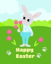 Easter card. The Easter bunny is dressed in pants and a shirt and holds spring flowers, pink tulips. Royalty Free Stock Photo