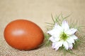 Easter card: Easter egg and white nigella flower Royalty Free Stock Photo