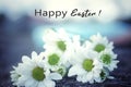 Easter Card And Greeting Concept With Text Message - Happy Easter. On Bouquet Of White Daisy Flowers On Blue Background.