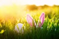 Easter card with merry funny rabbit pink ears and an egg stick out of green grass in a sunny spring bright meadow Royalty Free Stock Photo