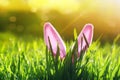 Easter card with merry funny rabbit pink ears protrude from green grass on a sunny spring bright meadow