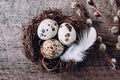 Easter card with nest and quail eggs, feather and willow on rustic dark table background. Top view Royalty Free Stock Photo