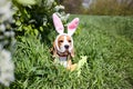 An Easter card with a pet. A funny beagle with rabbit ears lies on the green grass next to a flowering cherry bush.