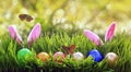 Easter card with rabbit ears sticking out of green grasses with painted eggs and small butterflies fly on a Sunny Sunday