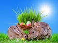 Easter card with rabbits and Easter eggs basket Royalty Free Stock Photo