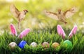 Easter card with two birds flying in spring sunrise Sunny day over colorful eggs and rabbit ears in the grass Royalty Free Stock Photo