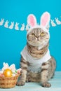 Easter cat with bunny ears with Easter eggs. Cute kitten