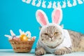 Easter cat with bunny ears with Easter eggs. Cute kitten