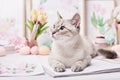 Easter cat with eggs and flowers. Gray kitten sitting on table. Spring greeting card Happy Easter. Easter decor. Watercolor spring Royalty Free Stock Photo