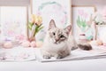 Easter cat with eggs and flowers. Gray kitten sitting on table. Spring greeting card Happy Easter. Easter decor. Watercolor spring Royalty Free Stock Photo