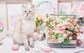 Easter cat with eggs and flowers. Gray kitten sitting on table. Spring greeting card Happy Easter. Easter decor. Watercolor spring Royalty Free Stock Photo