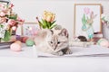 Easter cat with eggs and flowers. Gray kitten sitting on table. Spring greeting card Happy Easter. Easter decor. Watercolor spring Royalty Free Stock Photo