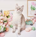 Easter cat with eggs and flowers. Gray kitten sitting on table. Spring greeting card Happy Easter. Easter decor. Watercolor spring Royalty Free Stock Photo