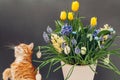 Easter cat playing by spring flowers in pot with eggs. Pet enjoys blooming yellow hyacinths, tulips, muscari. Space Royalty Free Stock Photo