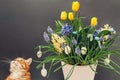 Easter cat smelling spring flowers in pot with eggs. Pet enjoys blooming yellow hyacinths, tulips, muscari. Space Royalty Free Stock Photo