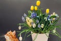 Easter cat smelling spring flowers in pot with eggs. Pet enjoys blooming yellow hyacinths, tulips, muscari. Space Royalty Free Stock Photo