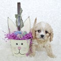 Easter Cavachon Puppy Royalty Free Stock Photo