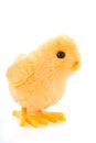 Easter chick Royalty Free Stock Photo