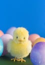 Easter chick Royalty Free Stock Photo