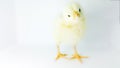 Easter chick beautiful stock image. Easter chick beautiful stock image. Small yellow Chicken stock image.