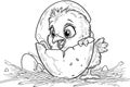 An Easter chick breaking out of an egg coloring book black and white outline cartoon. Coloring book for kids