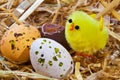Easter chick and eggs in a nest Royalty Free Stock Photo