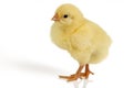 Easter chick isolated Royalty Free Stock Photo