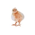 Easter chick. Isolated on a white background. Royalty Free Stock Photo