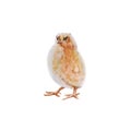 Easter chick. Isolated on a white background.