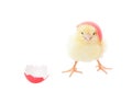 Easter Chick Pink