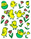 Easter chick set. Floral collection with spring chicken and tulips. Vector illustration Royalty Free Stock Photo