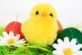 Easter chicken Royalty Free Stock Photo
