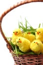 Easter chicken Royalty Free Stock Photo