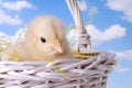 Easter Chicken In Basket Royalty Free Stock Photo