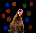 Easter chicken on black background Royalty Free Stock Photo