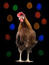 Easter chicken on black background Royalty Free Stock Photo