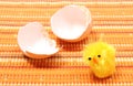 Easter chicken with broken eggshell Royalty Free Stock Photo