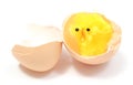 Easter chicken with broken eggshell Royalty Free Stock Photo