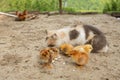 Easter chicken eating with kind cat. Friends Royalty Free Stock Photo