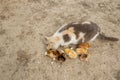 Easter chicken eating with kind cat. Friends Royalty Free Stock Photo