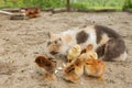 Easter chicken eating with kind cat. Friends Royalty Free Stock Photo