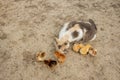 Easter chicken eating with kind cat. Friends Royalty Free Stock Photo