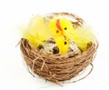 Easter chicken and hen bird's nest Royalty Free Stock Photo