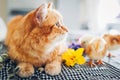 Easter chicken playing with kind cat. Little brave chicks walking by ginger cat among flowers and Easter eggs