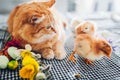 Easter chicken playing with kind cat. Little brave chicks walking by ginger cat among flowers and Easter eggs. Royalty Free Stock Photo