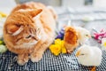 Easter chicken playing with kind cat. Little brave chicks walking by ginger cat among flowers and Easter eggs. Royalty Free Stock Photo