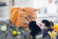Easter chicken playing with kind cat. Little brave chicks walking by ginger cat among flowers and Easter eggs. Royalty Free Stock Photo