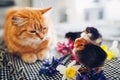 Easter chicken playing with kind cat. Little brave chicks walking by ginger cat among flowers and Easter eggs Royalty Free Stock Photo