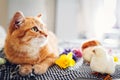 Easter chicken playing with kind cat. Little brave chicks walking by ginger cat among flowers and Easter eggs Royalty Free Stock Photo